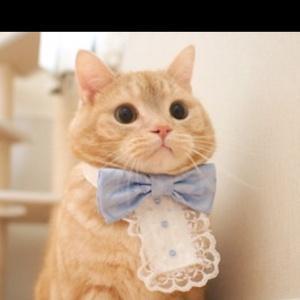 可愛い動物ちゃん