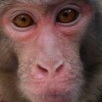 ワクワクチンチン