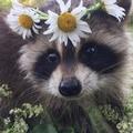RacoonsRCool:)'s images