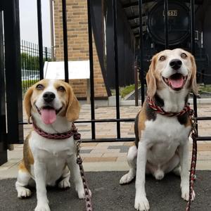 THE・ビーグルズ