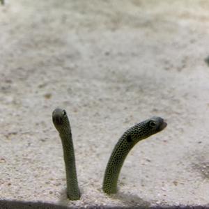 ナズナ【相互フォロー】