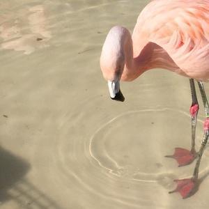 カフェインゼロ