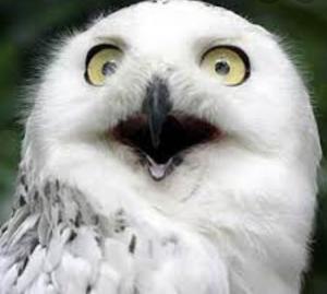 ビックリドッキリチャンネル【相互】