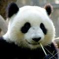 panda_pandaの画像
