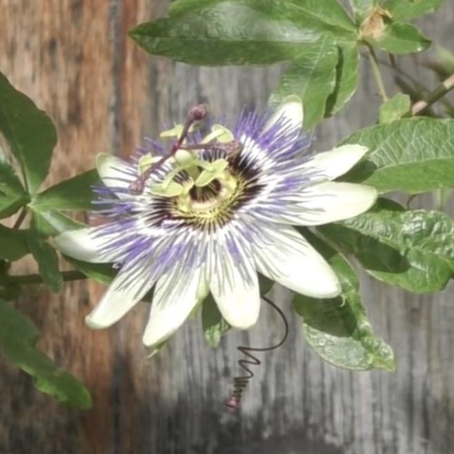 Passion Flower's images