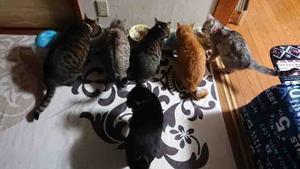 猫大好き(∩ˊ꒳​ˋ∩)･*