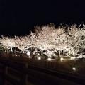 星月夜桜の画像