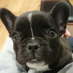 フレブルまる○ちゃんネル