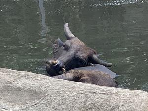 もぎたてパイナップル