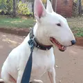 Zayra Bullterrier 