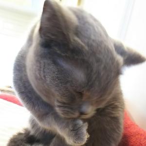 動物や面白動画好きな人