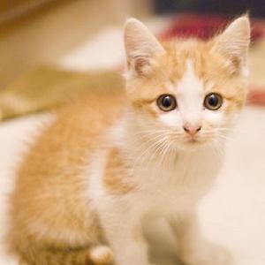 ダージリン@相互フォロー