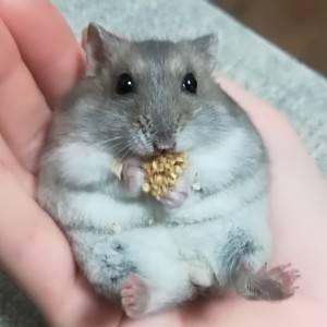 動物大好きちゃん！