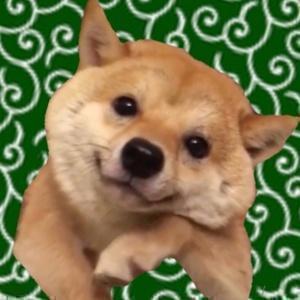 豆柴 豆千代くん  mamechiyo728