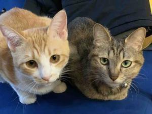 おもしろ衝撃TV