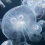 🪼jellyfish🪼's images