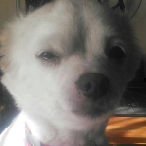 [釣り]アングラーゴースト