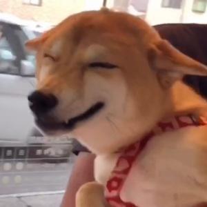 柴犬　もみさんチャン