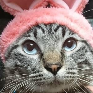 ねこのいいなり