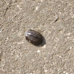 maruco(相互フォロー)