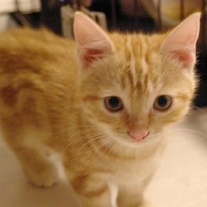 チャイ@相互フォロー