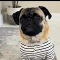 PugGoneWild