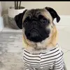 PugGoneWild-avatar