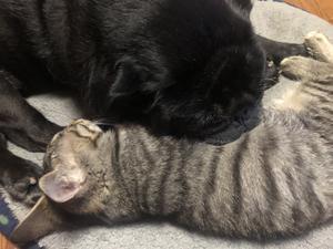 パグのラン【犬】