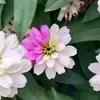 花ｹｲﾁ聿の画像
