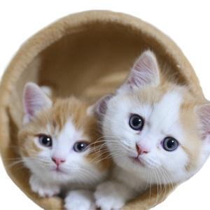 マンチカンズTV