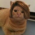 ウィッグ猫