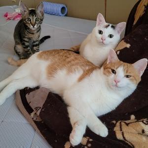 刀心姫　相互100