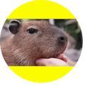 カピパラ？カピバラ！Ch【相互フォロー】