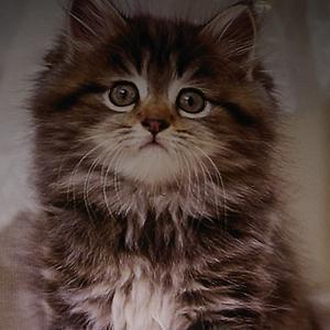 ひめ太郎〔相互〕