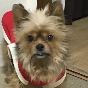 探偵ナイトスクープ 絶対に脱走する犬の手口が凄すぎるｗｗｗ