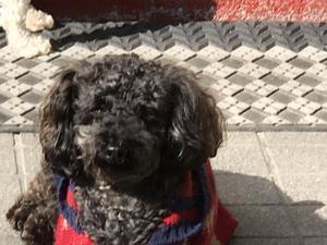 ハッピーはっちゃん